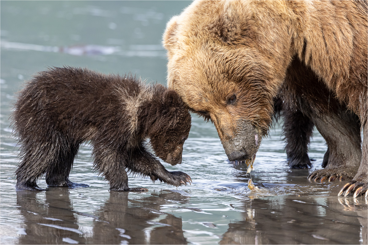 UntitledFezell Nancy Please share, Mom Nature   Zoological   Class A 20231129